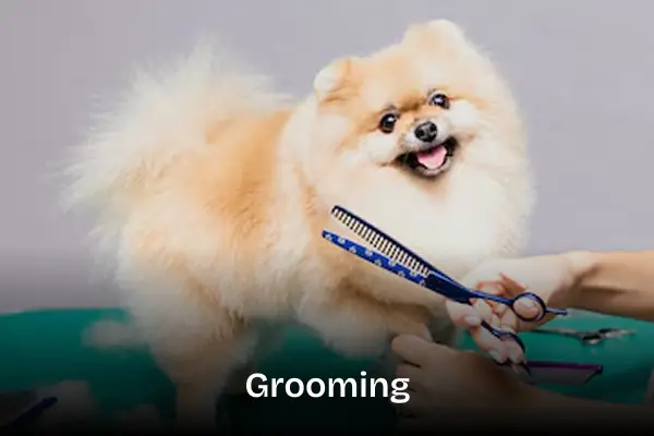 Grooming treatment service. Little beige Pomeranian dog being groomed with scissors.