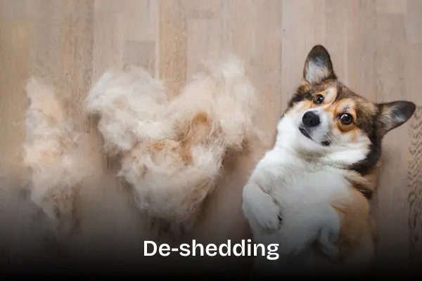 De-shedding treatment service. Corgi dog laying on the ground with next to him a pile of fur that was de-shedded from him.