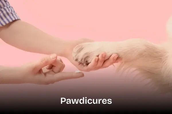 Pawdicure treatment service. Groomer massaging a paw of a dog.