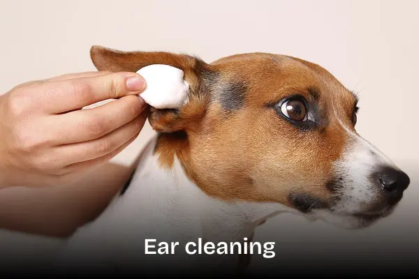 Ear cleaning treatment service. A jack russel dog getting his ear cleaned by a groomer.