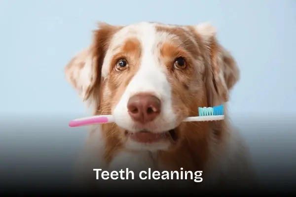 Teeth cleaning treatment service. A cute brown white dog holding a toothbrush in his mouth.
