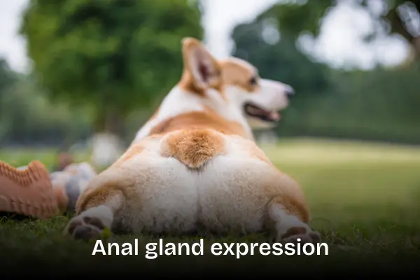 Anal gland expression treatment service. Corgi dog laying with his stomach on the ground with his bottom facing the camera.