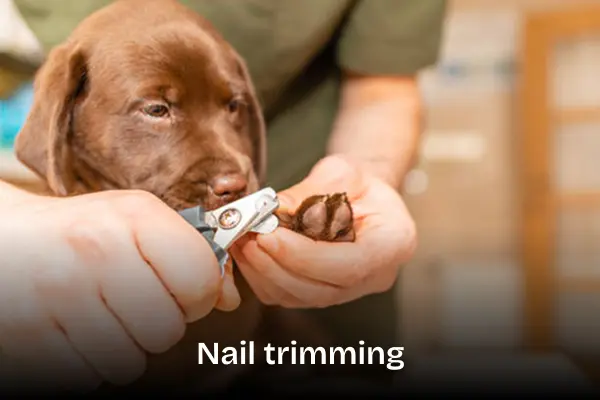 Nail trimming treatment service. Little young brown dog getting his nails trimmed by a groomer.