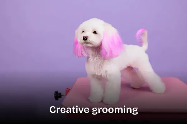 Creative grooming treatment service. White dog with pink colored ears and tail standing on a table being photographed.