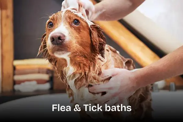 Flea and tick bath treatment service. Dog getting washed with special shampoo by groomer.
