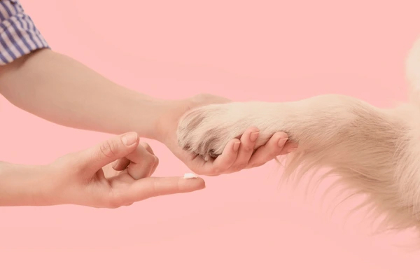 Paw care