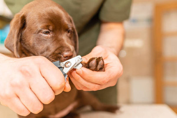 Nail trimming
